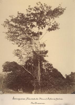 Seringueira na Selva Amazônica