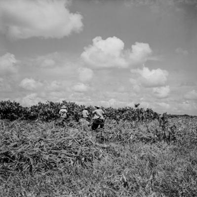 Caça de jacarés na Ilha Mexiana