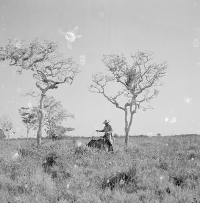 Vaqueiro - Ilha Mexiana