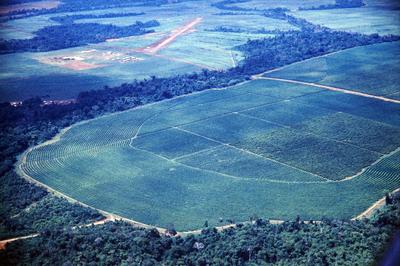 Vista aérea de campo em meio à floresta