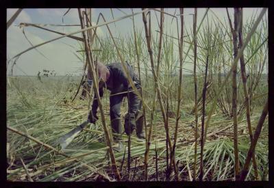 Produção de filme institucional sobre usinas de açúcar