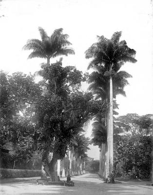 Alameda das Palmeiras Imperiais