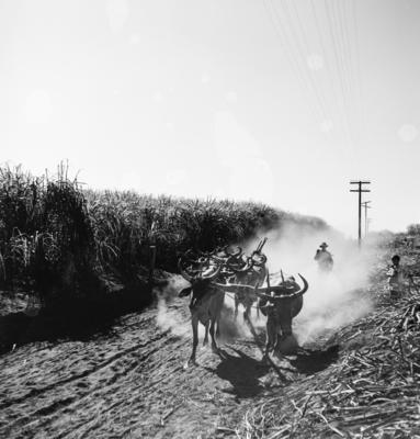 Lavoura canavieira, trabalhadores
