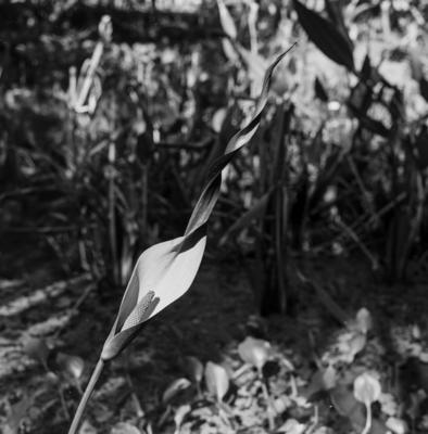 Flora no Sítio Burle Marx