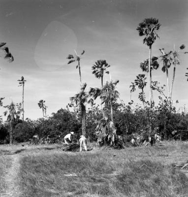 Extração e produção da Carnaúba