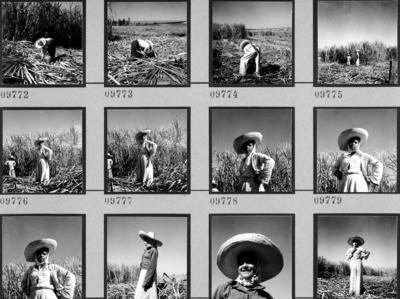 Lavoura canavieira, trabalhadores