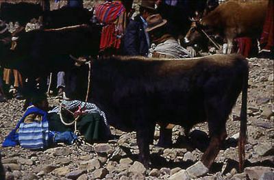 Série Bolívia - População local