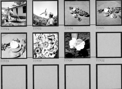 Sítio Burle Marx, várias