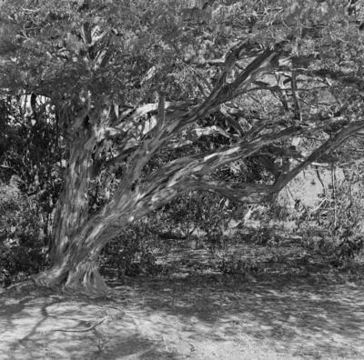 Flora no Sítio Burle Marx