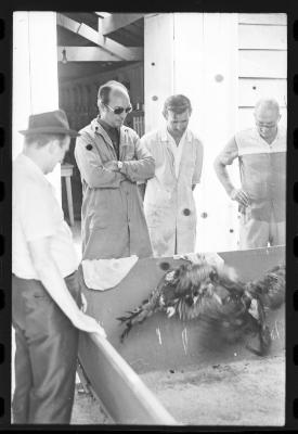 Galos usados para briga de galos