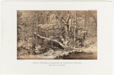 (Perto da propriedade de Jundiquara no Distrito de Ubatuba)