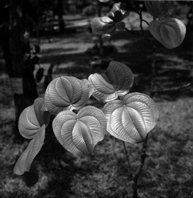 Flora do Jardim Botânico do Rio de Janeiro