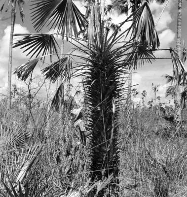 Extração e produção da Carnaúba