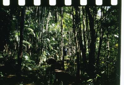 Projeto "Navegar Amazônia"