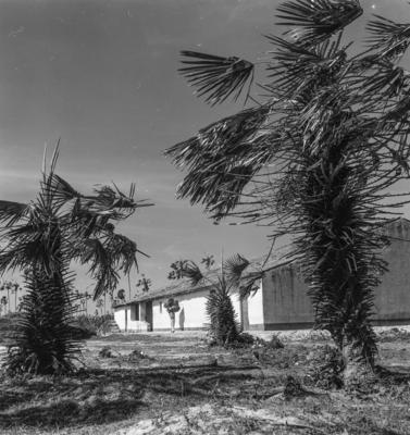 Extração e produção da Carnaúba