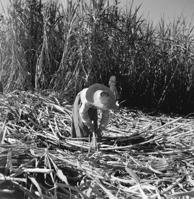 Lavoura canavieira, trabalhadores