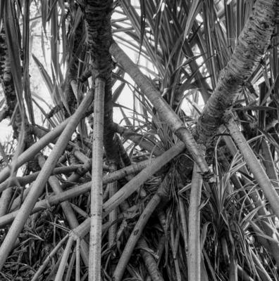 Flora no Sítio Burle Marx