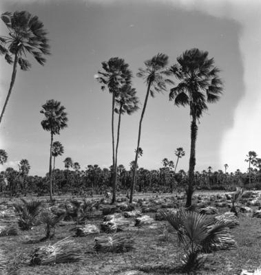 Extração e produção da Carnaúba