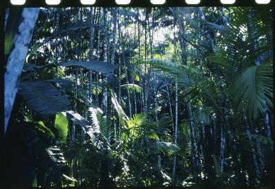 Projeto "Navegar Amazônia"