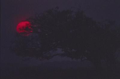 Árvore ao pôr do sol