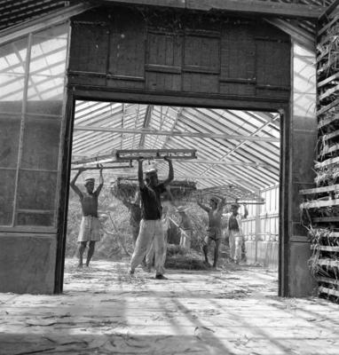 Extração e produção da Carnaúba