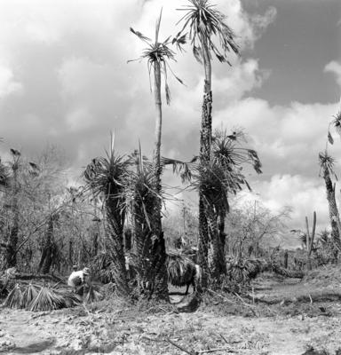 Extração e produção da Carnaúba