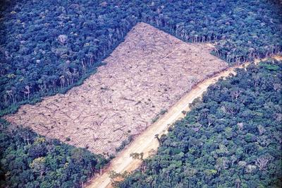 Vista aérea para floresta desmatada