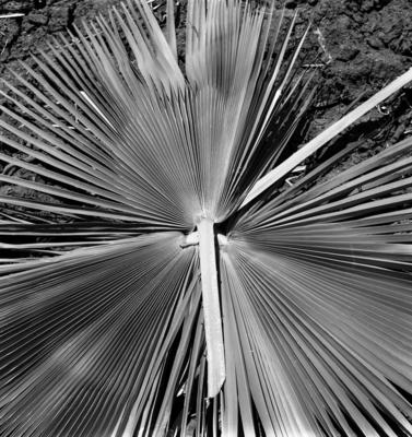 Extração e produção da Carnaúba