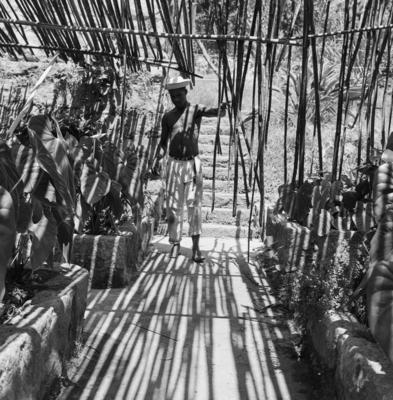 Funcionário do Sítio Burle Marx