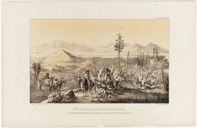 (Cultivo da agava americana (agave) em campos mexicanos de S. Juan de Teotihuacan)