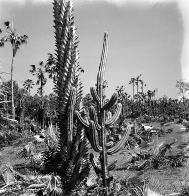 Carnaúba e mandacaru