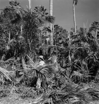 Extração e produção da Carnaúba