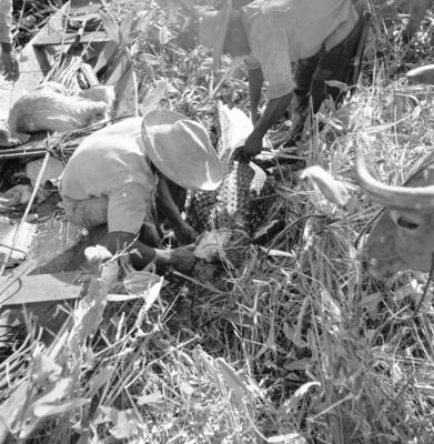 Caça de jacarés na Ilha Mexiana