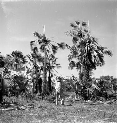Extração e produção da Carnaúba
