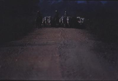 Boiadeiro conduz gado