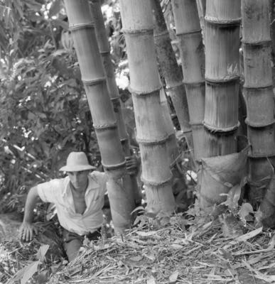 Flora no Sítio Burle Marx