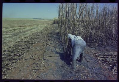 Produção de filme institucional sobre usinas de açúcar