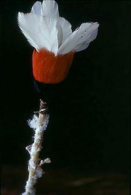 Série Xingu - Arte indígena