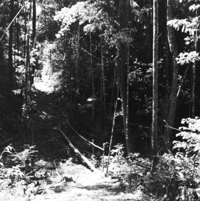 Expedição do SPI que estabeleceu os primeiros contatos com o povo Asuriní do Tocantins