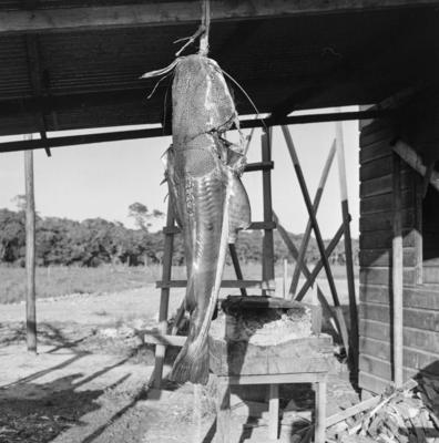 Ilha de Marajó, peixe