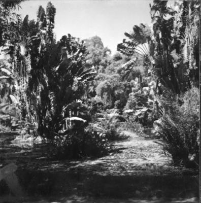 Flora do Jardim Botânico do Rio de Janeiro