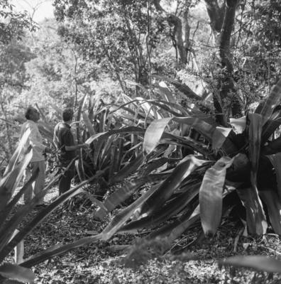 Flora no Sítio Burle Marx