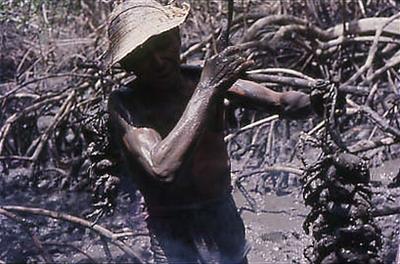 Série Caranguejeiras - Catador de caranguejo