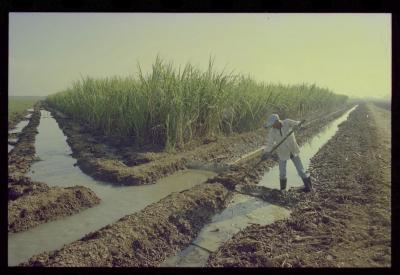 Produção de filme institucional sobre usinas de açúcar