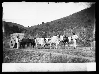 Carro de boi - fazenda de café