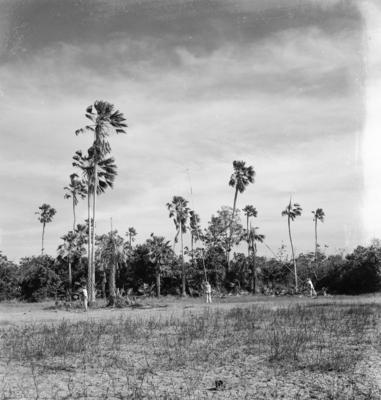 Extração e produção da Carnaúba
