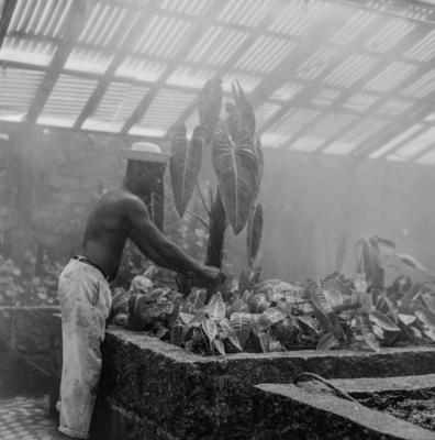 Funcionário do Sítio Burle Marx