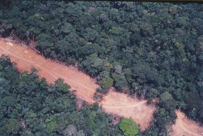 Vista aérea de estrada em meio à floresta