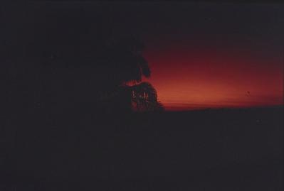 Palmeira ao pôr do sol