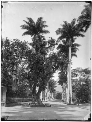 Alameda das Palmeiras Imperiais